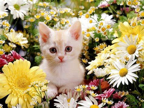 cute cat backgrounds